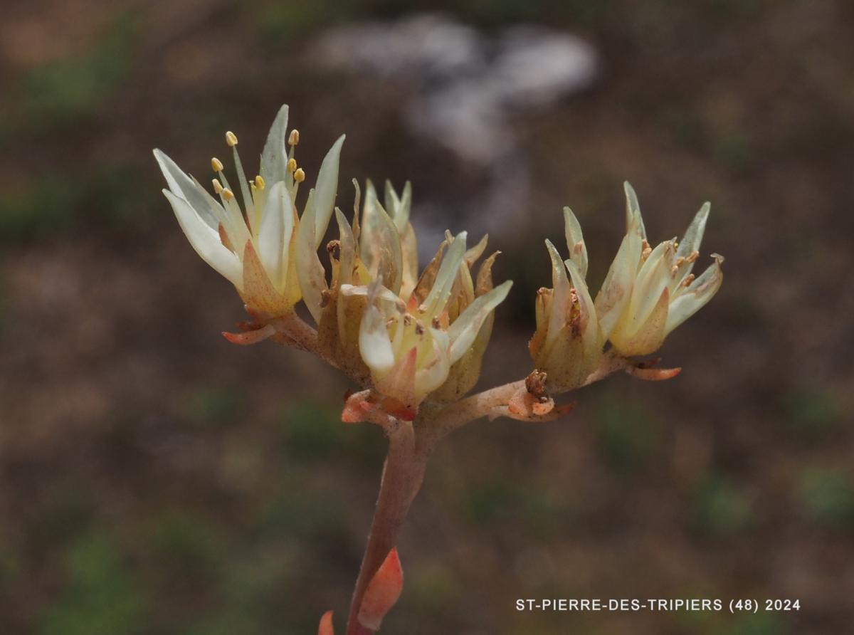 Stonecrop, [Pale yellow] flower